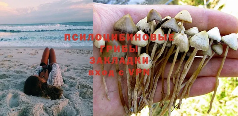 магазин    Куйбышев  Галлюциногенные грибы Magic Shrooms 